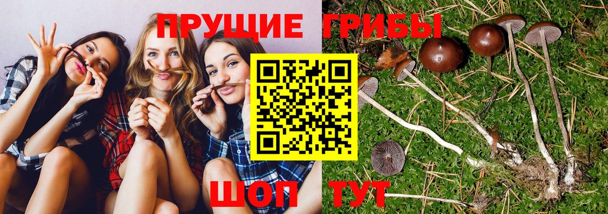 Волоколамск  Псилоцибиновые грибы Cubensis  Вход с VPN 